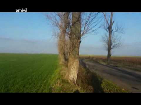 Ştire Etv - SALCÂMI TĂIAȚI ILEGAL LA CUCA | 10.05.2016