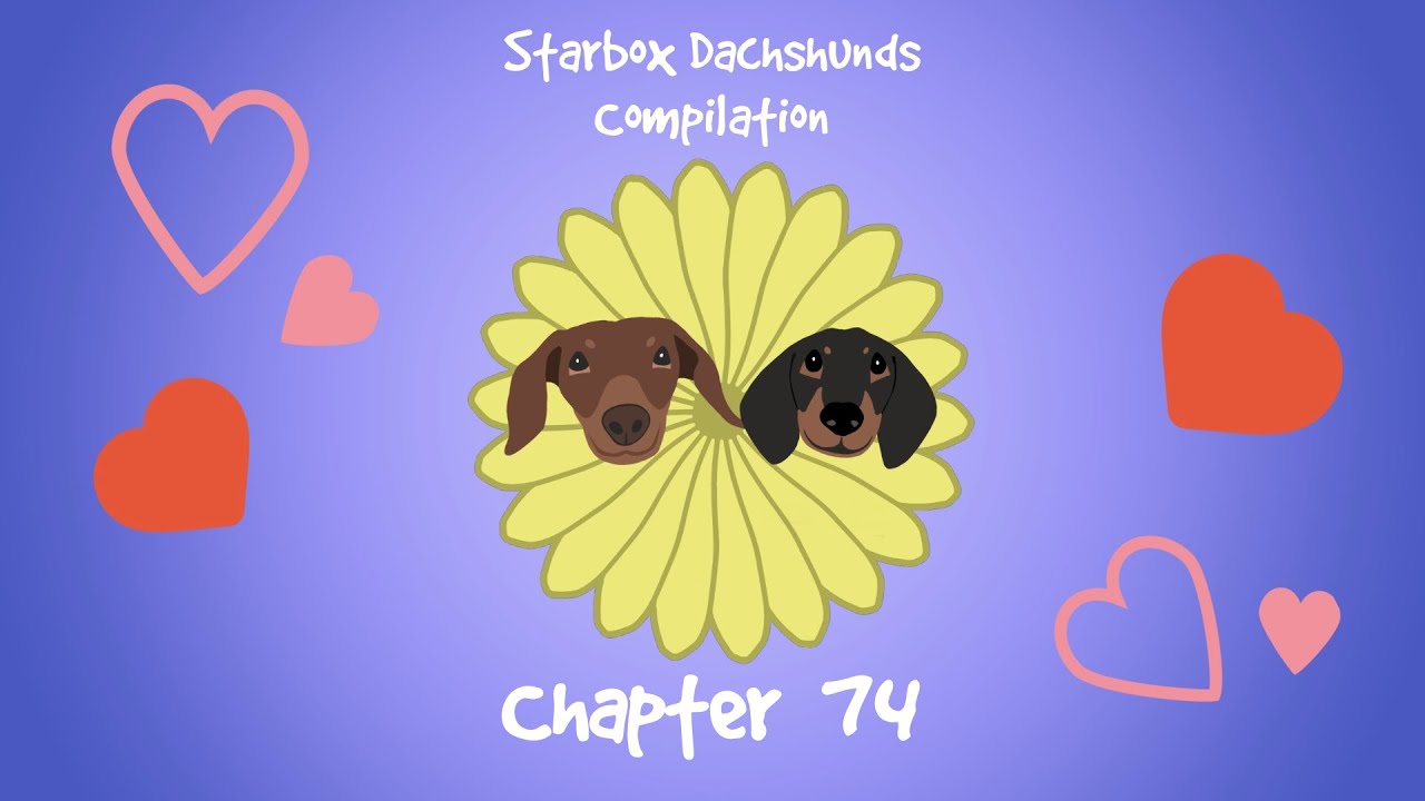 Starbox Dachshunds Compilation Chapter 74