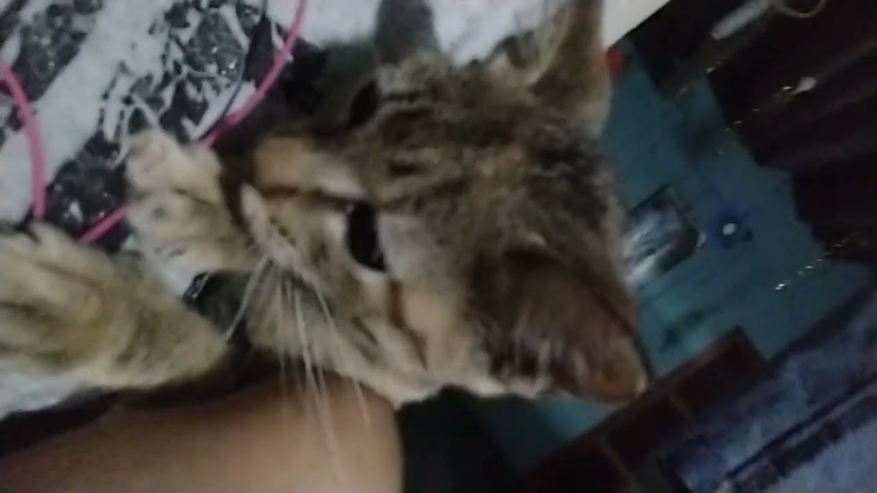 Watch mi GATA me lame la axila Now mi GATA me lame la axila