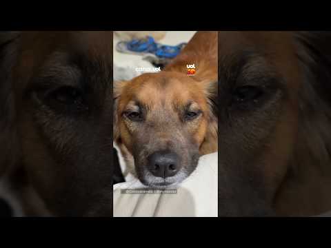 Off para o trabalho e on para a vida: cão policial aposentado mostra que ainda mantém rotina agitada