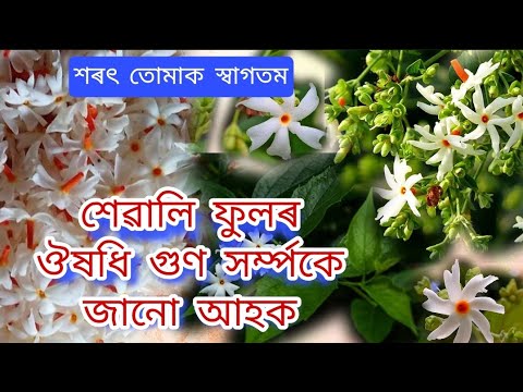 শেৱালি ফুলৰ ঔষধি গুণ সৰ্ম্পকে কিছু কথা||Medicinal uses of various parts of sewali ful||