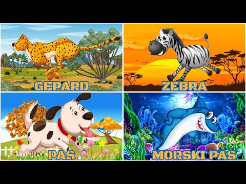 100 Zivotinja Crtani Za Djecu 🦁 Ucimo Zivotinje 🦒 Učimo Životinje Za Decu 🐘 Ucenje Zivotinja Pepi TV