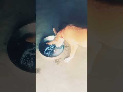 dog 🐕🐶🐕🐶