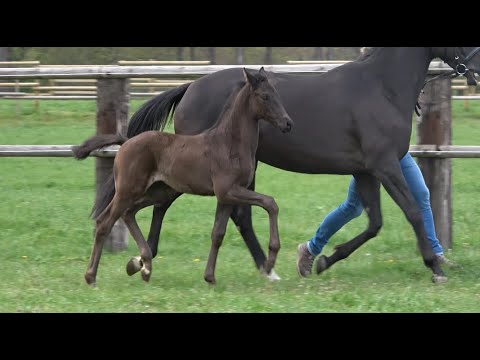 *2021 Hengst von Galaxy - Millennium
