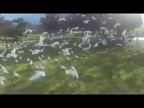 Papugi w parku obok naszego nowego domu