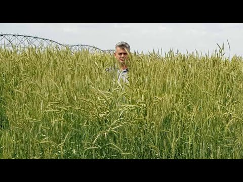 OTVORENI STUDIO - SPEKTAKULARNO ! HIBRIDNA RAŽ VISOKA KAO ČOVEK - noviteti u strnim žitima ...