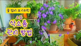 가을시작과 함께하는 꽃을 많이 보기위한 삭소롬관리방법 - 3주전에 올린 영상인데 실수로 삭제되어 재업로드 합니다😷😌~ #삭소롬 #뷰가든 #Saxorom  #ViewGarden