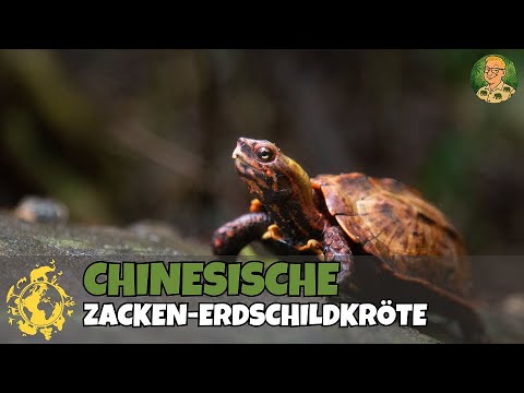 Chinesische Zacken-Erdschildkröte | Die Zootiere im Allwetterzoo Münster | Zootastisch
