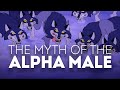The Myth of the Alpha Male