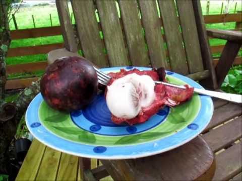 Mangosteen Tasting - Tropical Fruit