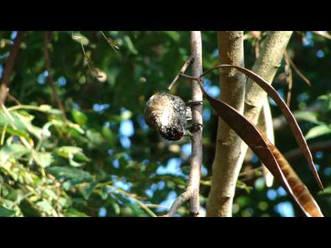 Pica-pau-anão-escamado na APA Corumbataí-Botucatu-Tejupá