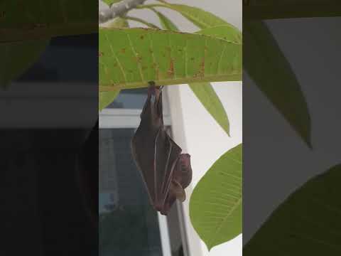 Baby Bat #Bat #BabyBat #AnimalLife