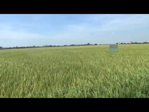 KT thu hoạch tại HTX Nam Thành