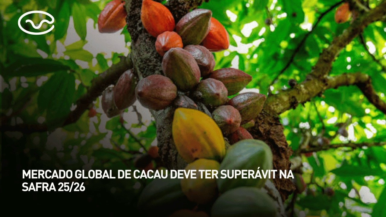 Mercado global de cacau deve ter superávit na safra 25/26
