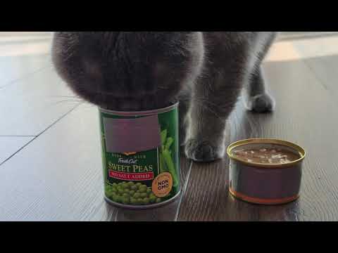 Weird cat eating peas from the can #challenge catfood vs canned peas.  #8k #weird #cat #peas