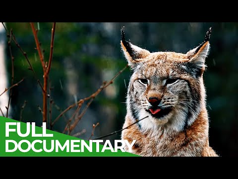 One Year in the Woods - A Journey Through the Seasons | Free Documentary Nature