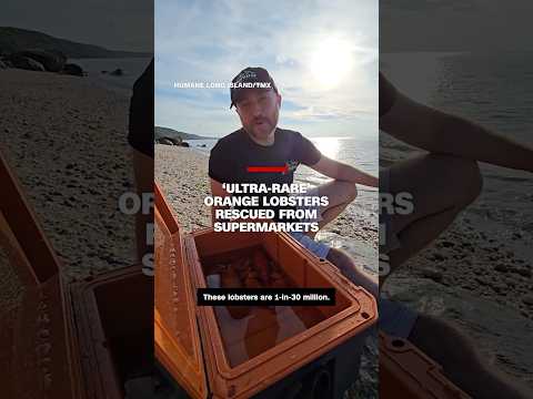 ‘Ultra-rare’ orange lobsters rescued from supermarkets