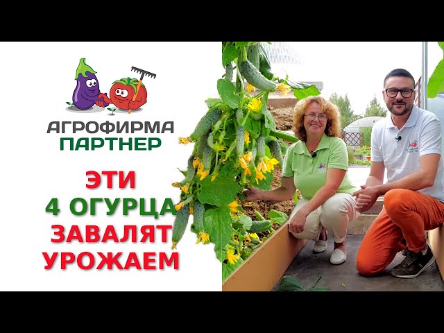 Огурцы Трюкач Описание Отзывы И Фото Характеристика — Фото
