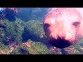 Jealous Sea Lion Drags Marine Iguana Away From Scuba Divers