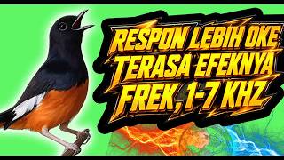 Download lagu 🔥 Suara Pikat Murai Hutan Terbukti Ampuh Respon Cepat & Nada Cocok 1–7 KHz 🎯 mp3