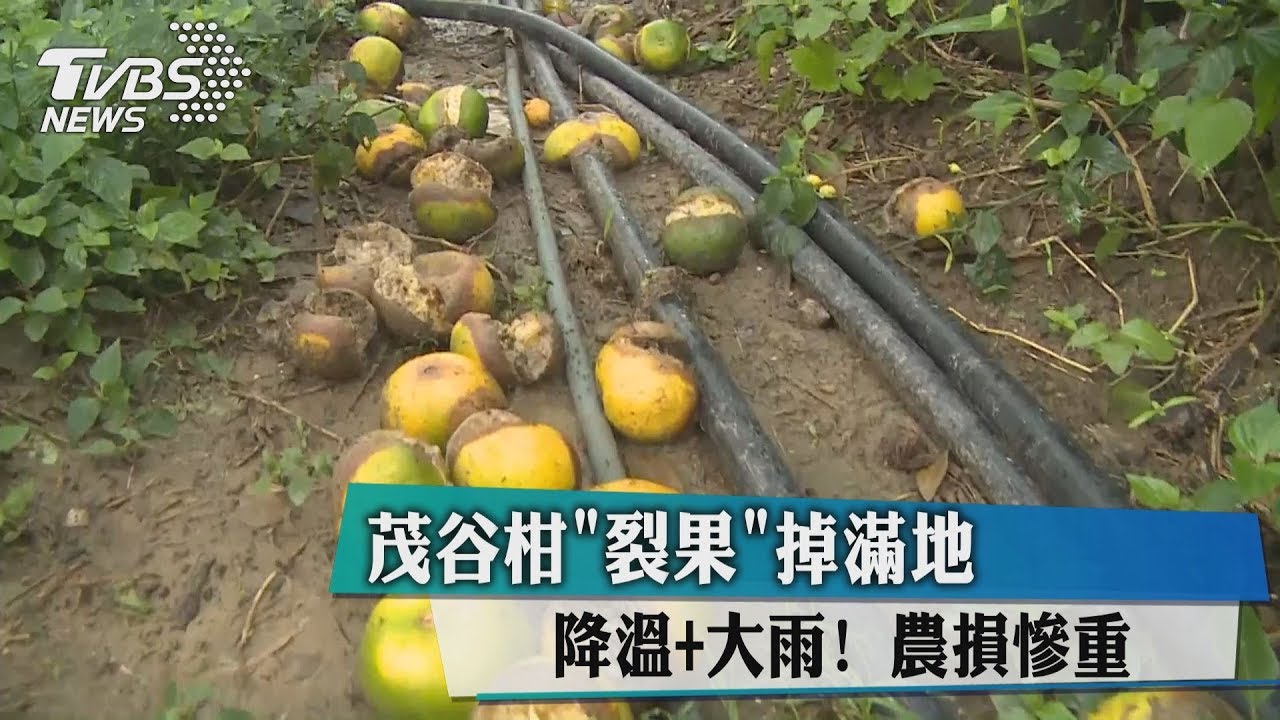 降溫+大雨!茂谷柑「裂果」掉滿地 果農欲哭無淚