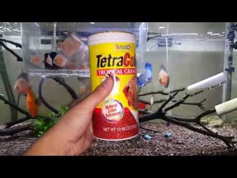 Tetra Simply The Best Fish Food in The Market for discus and discus frys.