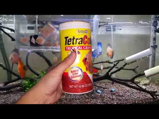 Tetra Simply The Best Fish Food in The Market for discus and discus frys.