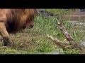 CROCODILE EATS LION Leon Enfrenta A Cocodrilo
