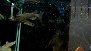 preview picture of video '거꾸로 헤엄치는 물고기 KOREA  Zoo 전주동물원 (韓國全州市動物園)'