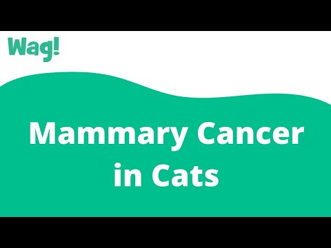 Mammary Cancer in Cats | Wag!