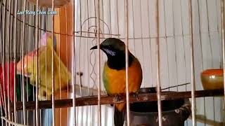 Download lagu Giọng Chim Thanh Tước Trung Quốc Hót Hay mp3