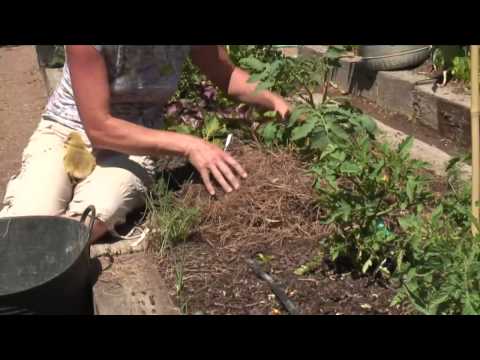 , title : 'How to Mulch Tomatoes With Pine Straw'