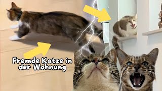 Als wir nach Hause gekommen sind, hat diese fremde Katze in unserer Wohnung auf uns gewartet