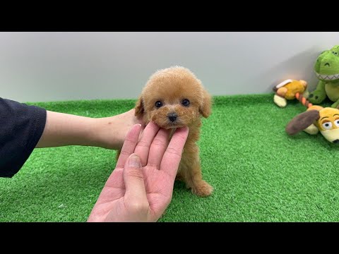 YouTube動画のサムネイル