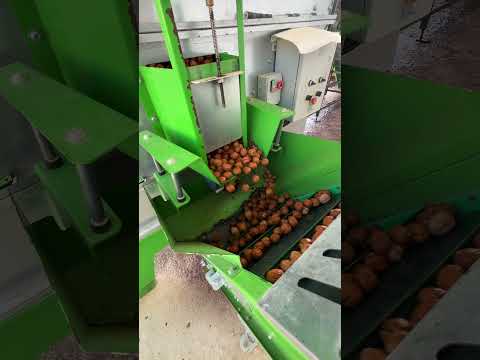Kadıoğlu Profesyonel Ceviz Soyma ve Kurutma İşletmesi