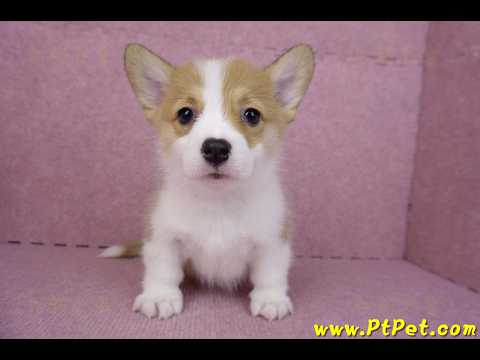 08/03雙色柯基犬母幼犬2號(屏東長治)