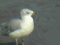 9 3 9 Ring Billed Seagull