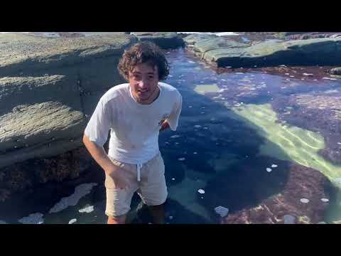 Muschelsammeln in den kalten Gewässern Australiens, dabei große Muscheln und Meeresbewohner finden!