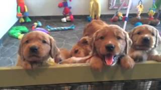 5 week puppies with Auntie Journey