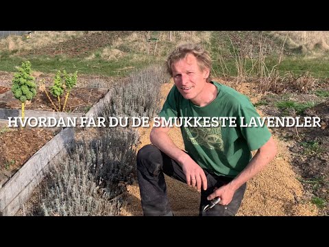 Hvornår skal lavendler klippes ned?
