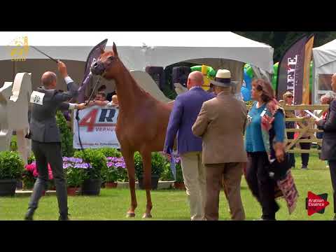 N.70 INSHA LAHANDRA - Bruges 2018 C European - 4-6 Years Old Mares (Class 10)