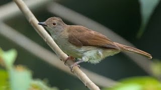 Download lagu Merbah kacamata, cucak dengan ciri khas lingkar mata keoranyean tipis di sekitar mata merah mp3