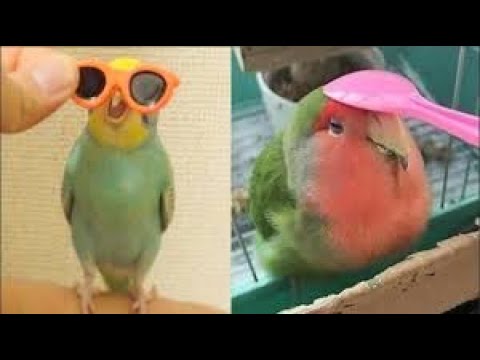 Compilation de perroquets drôles et mignons