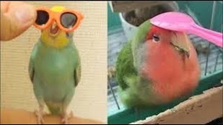 Miniature vidéo
