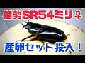 能勢sr血統54ミリの巨大メス　オオクワガタ産卵セット投入！