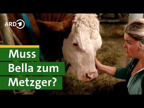 Ultraschall bei Kuh Bella: Tierarzt Besuch bei Bäuerin Nina - Hofgeschichten #9 | Unser Land | BR