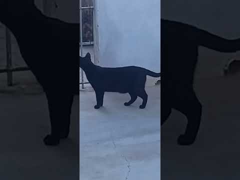 Vídeo de Salem