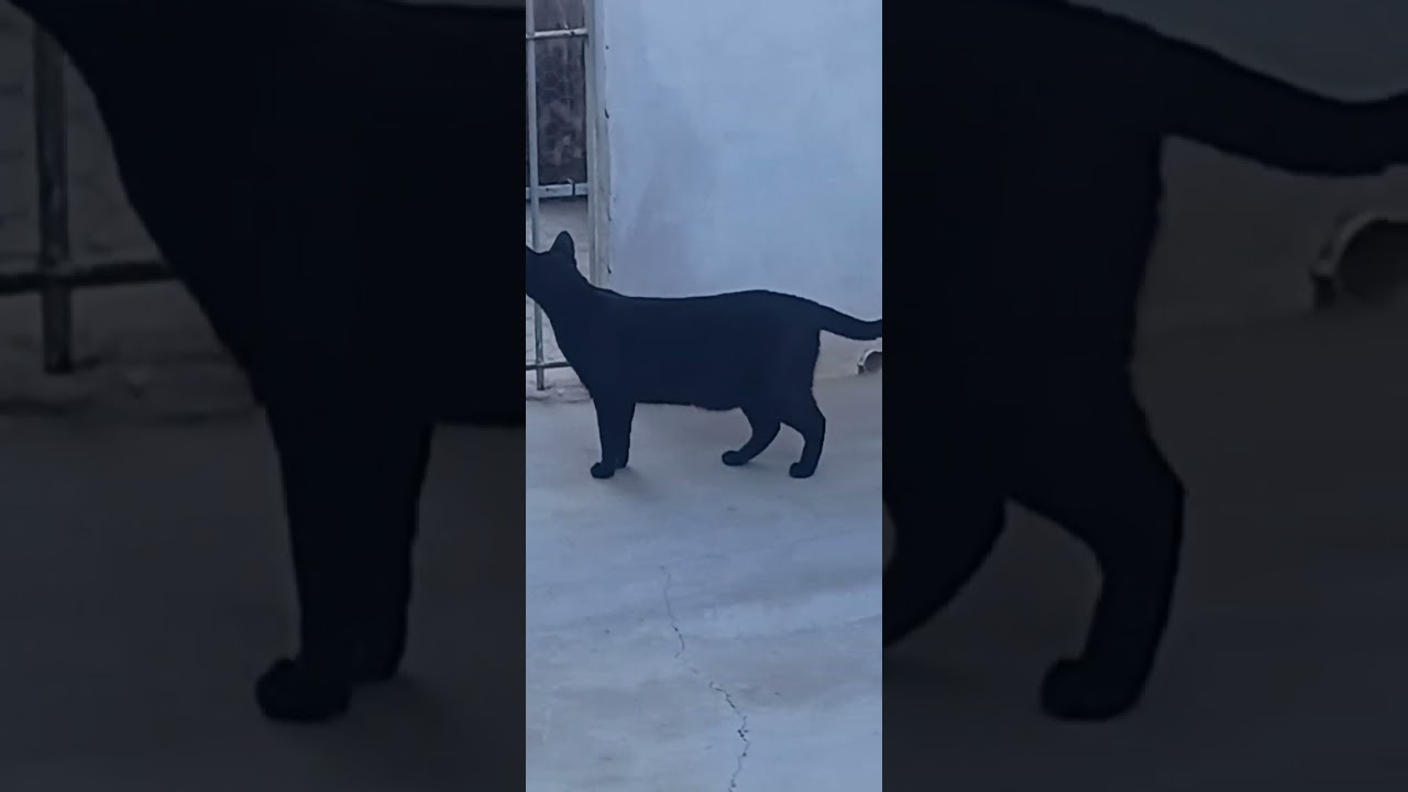 Gato raça SRD-ViraLata idade 1 ano nome Salem