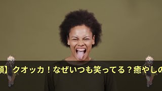 【奇跡の笑顔】クオッカ！なぜいつも笑ってる？癒やしの秘密を解説