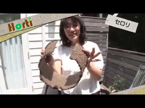 セロリの冷凍:これが一番良い方法です 植物